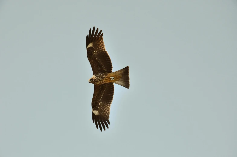 a bird with a large brown beak flies in the sky