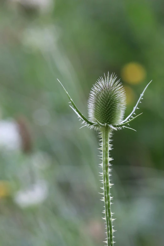 an image of a small flower with leaves