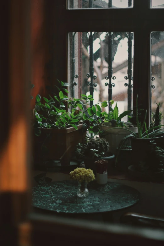 the window sill is full of house plants