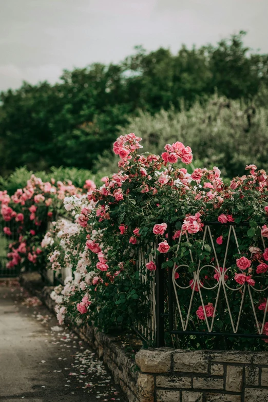 a line of pink roses behind an iron fence