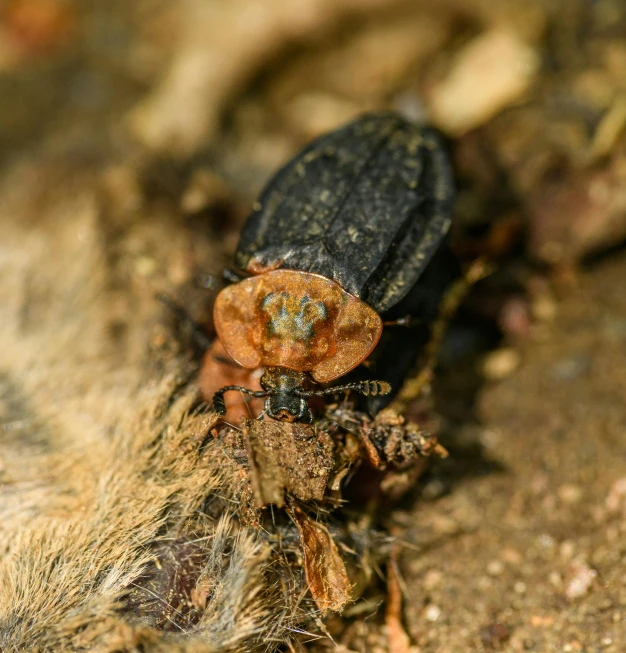 an insect that is sitting on the ground