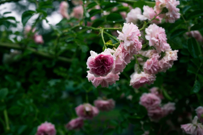 pink and white flowers blooming in a garden