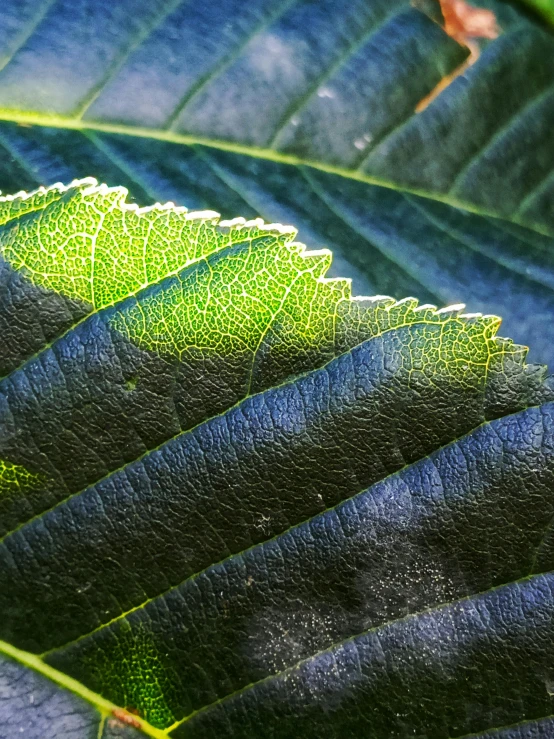 a close up view of the underside of a green leaf