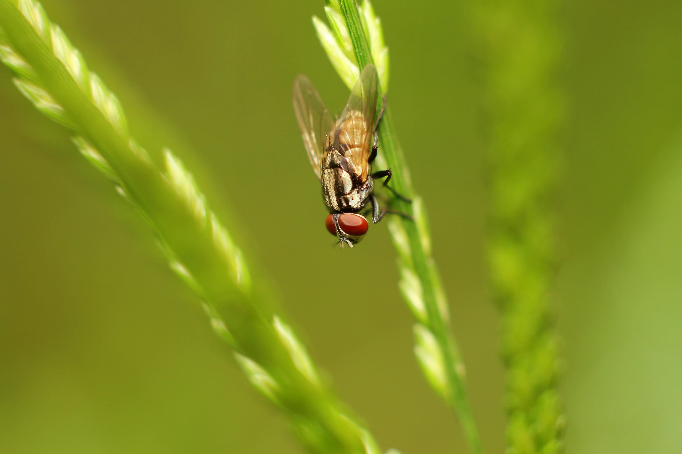 a fly resting on a flower bud on the stem