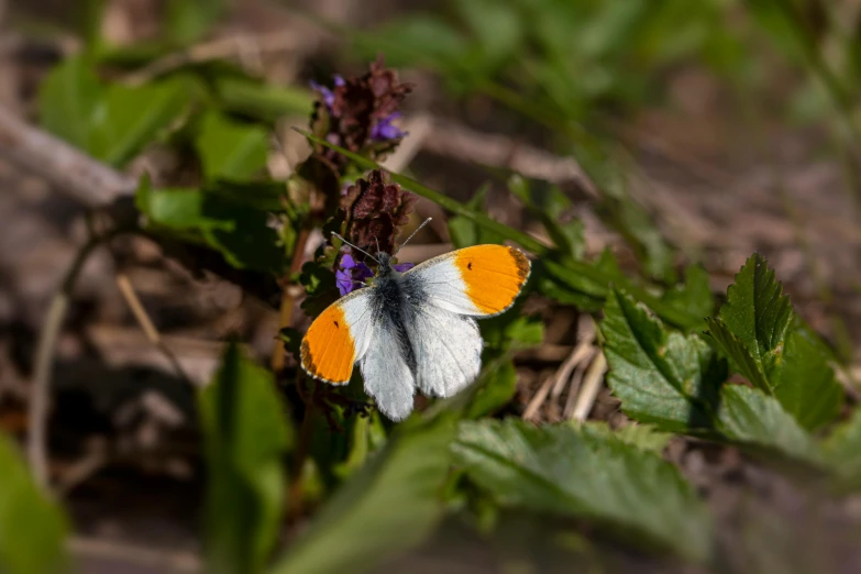 a single white orange and blue erfly in some grass