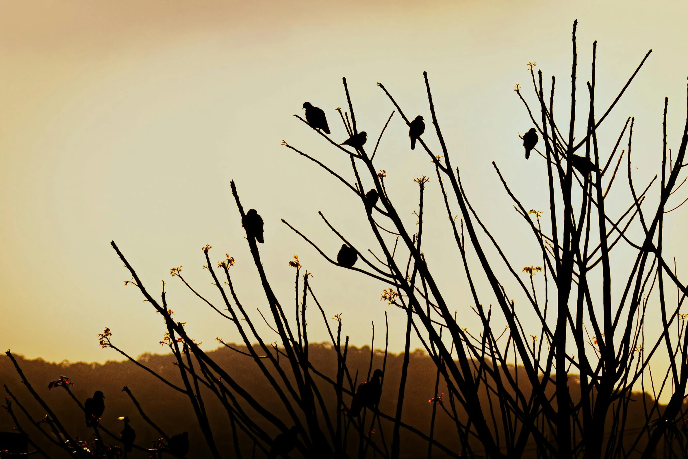 many birds perch on the nches of some trees