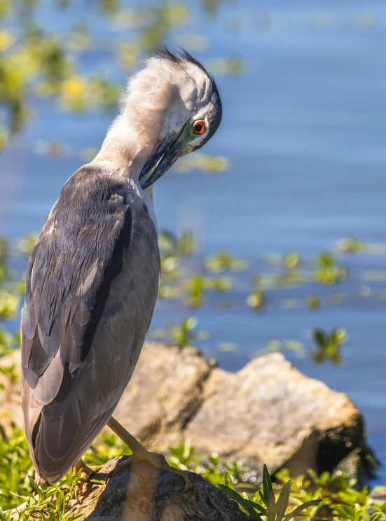 a bird standing in the grass near some water