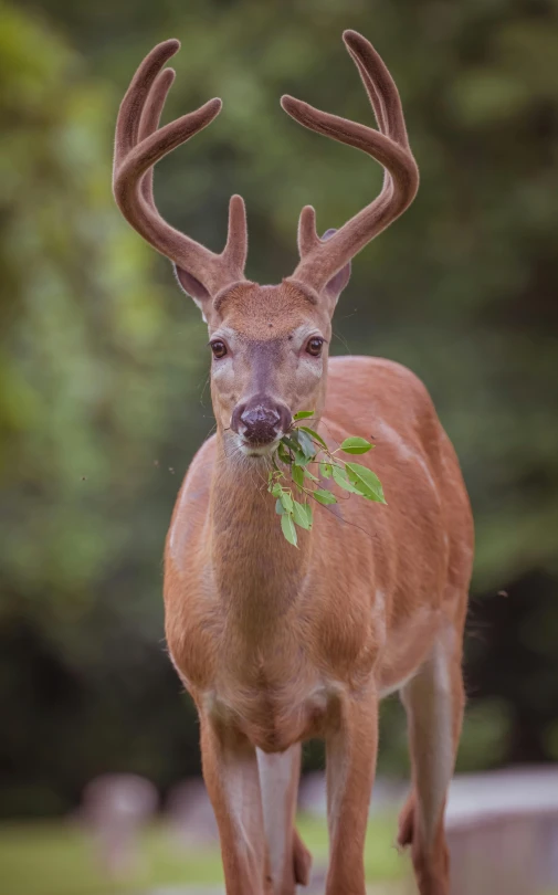 a close up of a deer with trees in the background