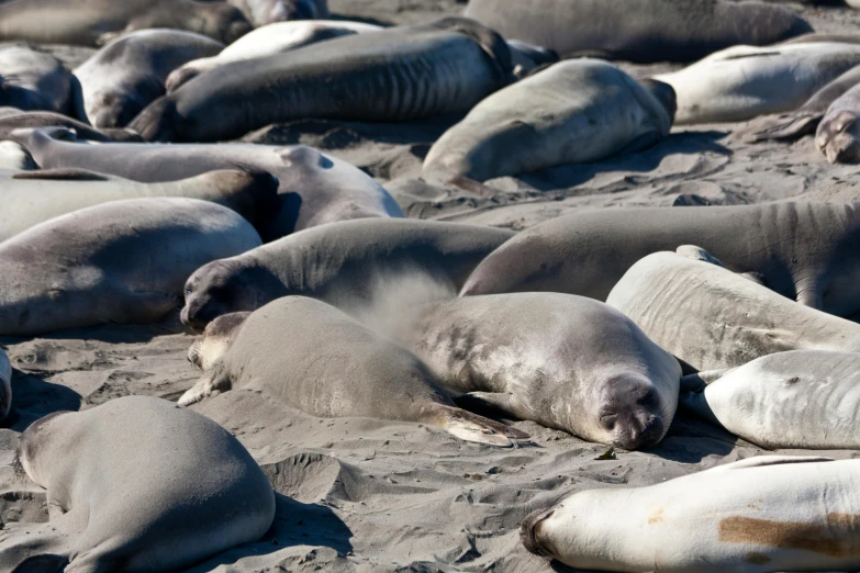 a bunch of elephant laying in the sand