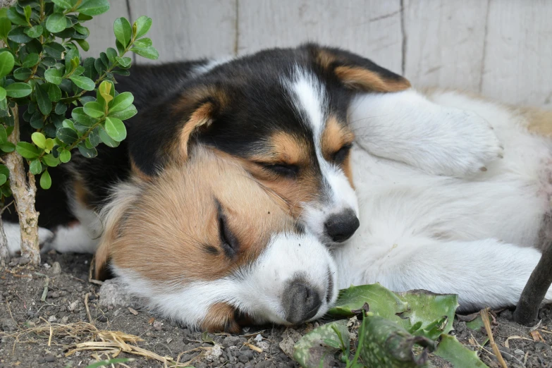 dog with head down sleeping on dirt by shrub