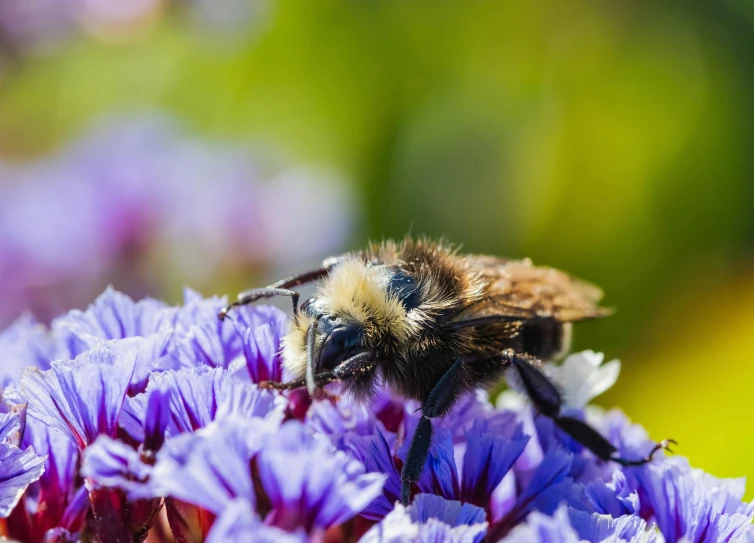 close up of a bee sitting on a purple flower