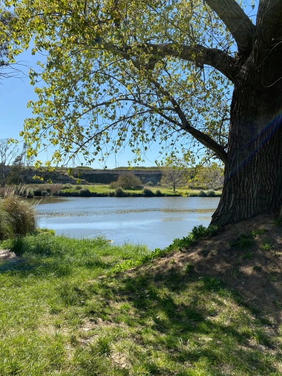 a tree by a river in the daytime with a bench under it