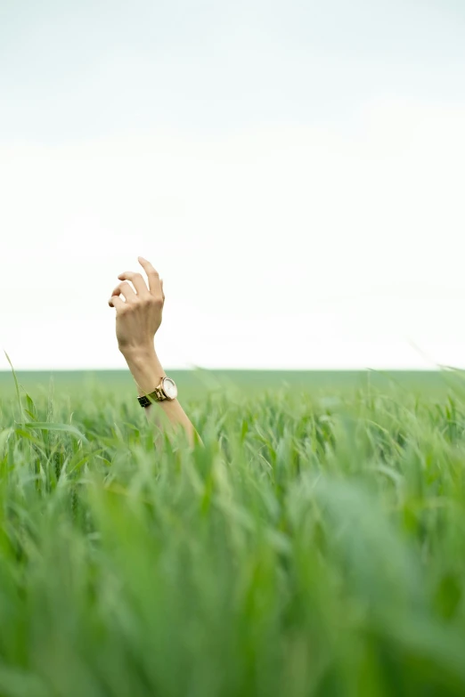 someone's hand reaching for the sky above some tall grass