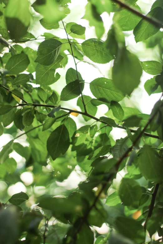 an image of a green leafy nch