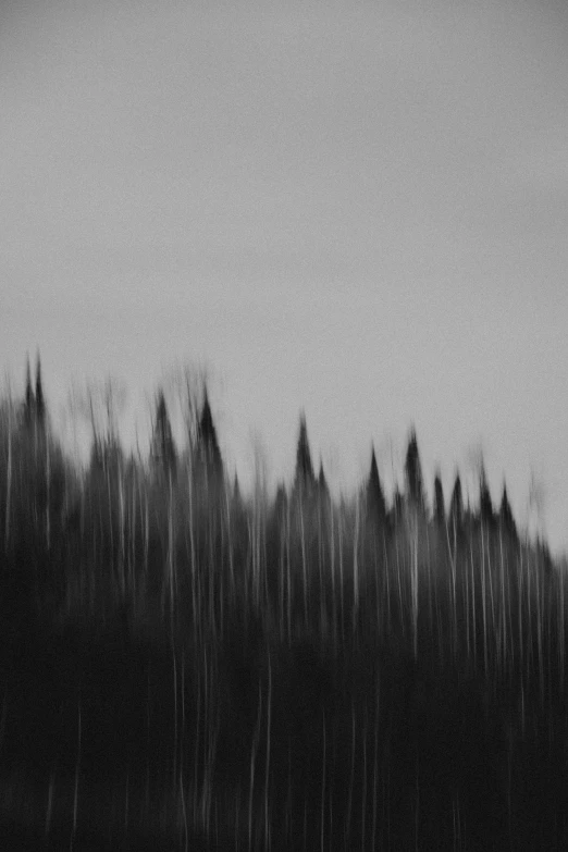 trees in a forest, in black and white