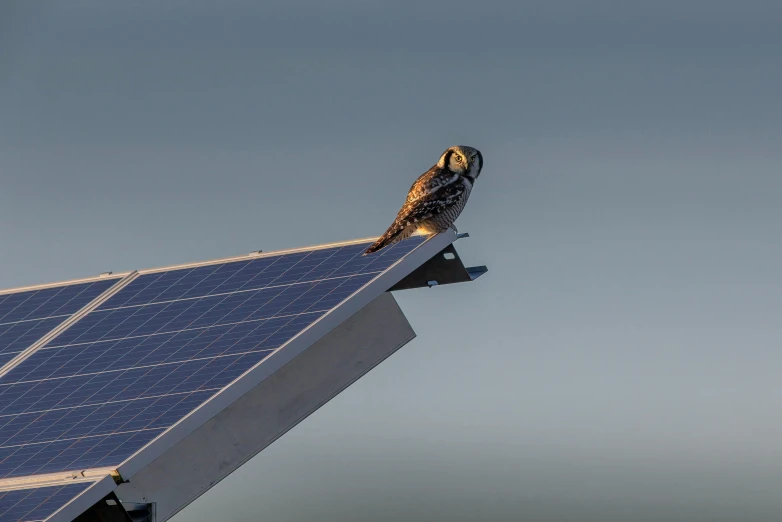 an owl sitting on top of a roof next to a solar panel