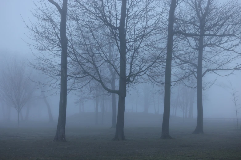 several trees are in the fog by some bushes