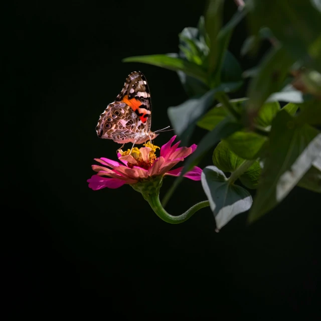 a small erfly sitting on top of a purple flower