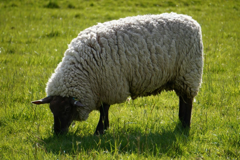 an ewe grazing on some long grass in the field