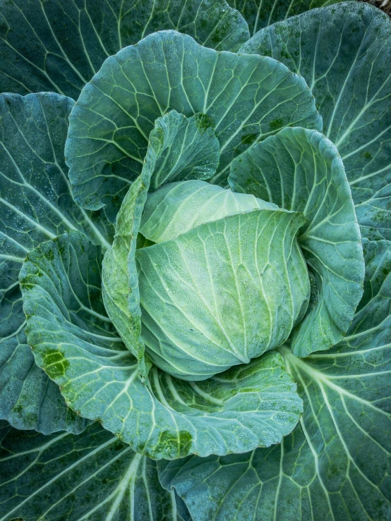 green leafy vegetable with the light green leaves