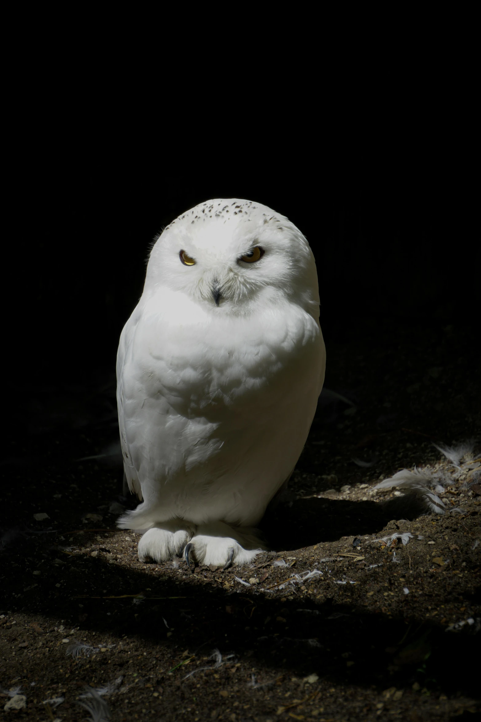 an owl sitting on a ground with a black background