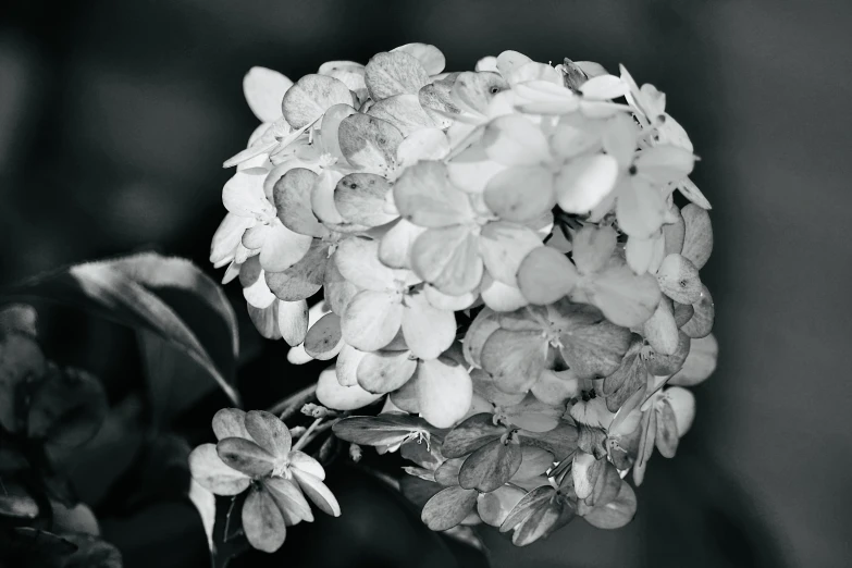 a black and white po with a flower in the middle