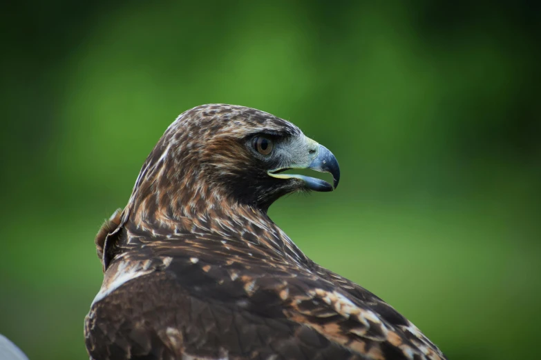 a bird that is looking into the distance