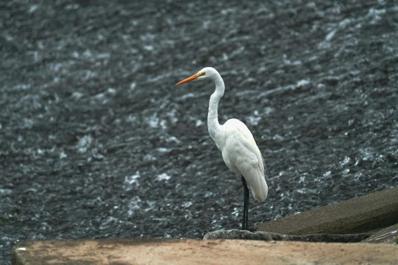 a white bird with orange beak standing on rocks