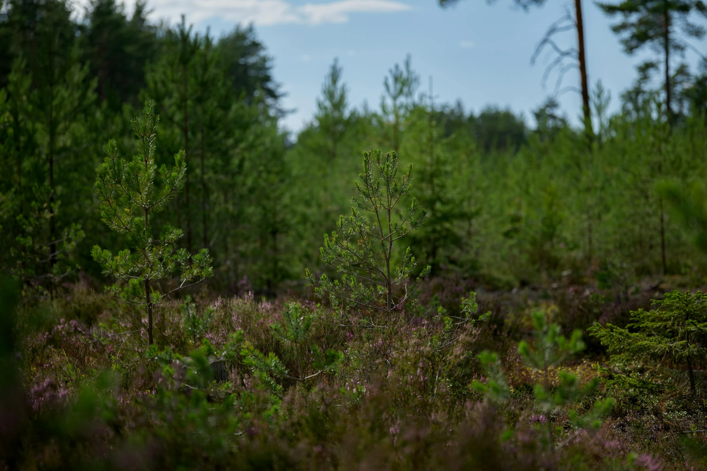 a lone tree stands alone among some tall green bushes