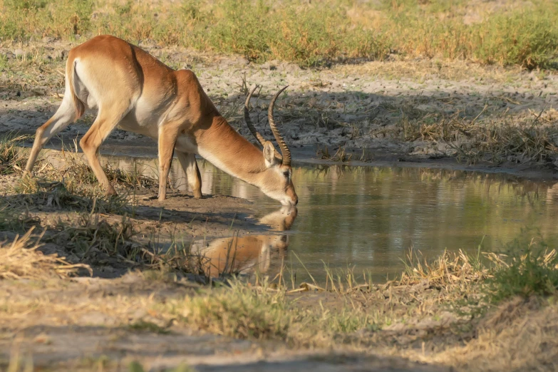 a gazelle is looking for some food in the water