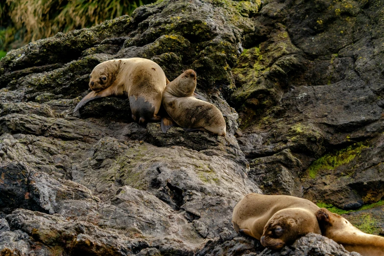 a group of sea lions laying on top of rocks