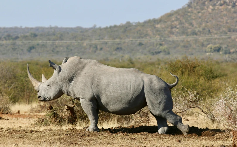 a rhino looking down with a mountain in the background