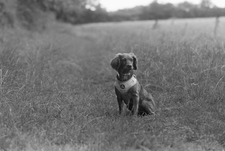 a large dog sitting in a grassy field