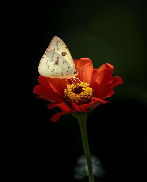 a small white erfly rests on a red flower