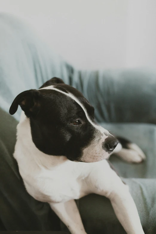 a brown and white dog sitting on top of a couch