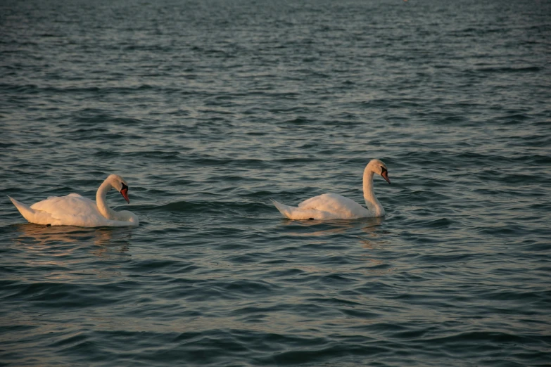 two swans are swimming together on the water