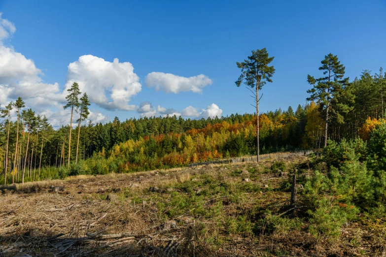 a field that has trees on it and clouds above