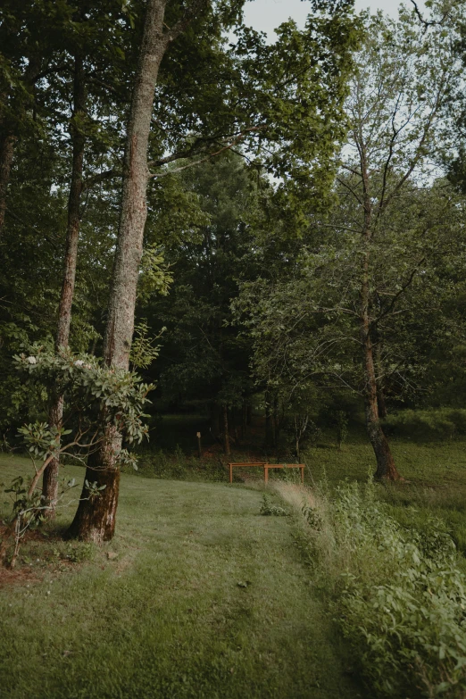 a wooded area with bench and trees