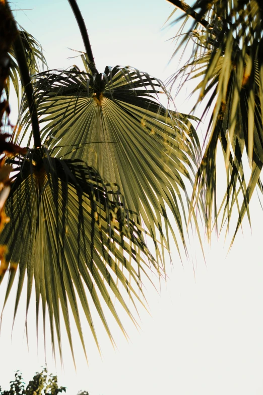 a green palm tree with blue sky in the background