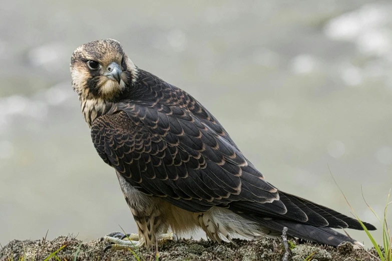 a large bird sitting on top of a mound of dirt