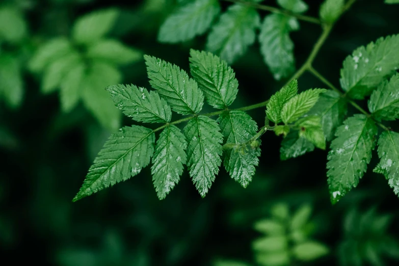 the leaves of a plant that is close to the ground