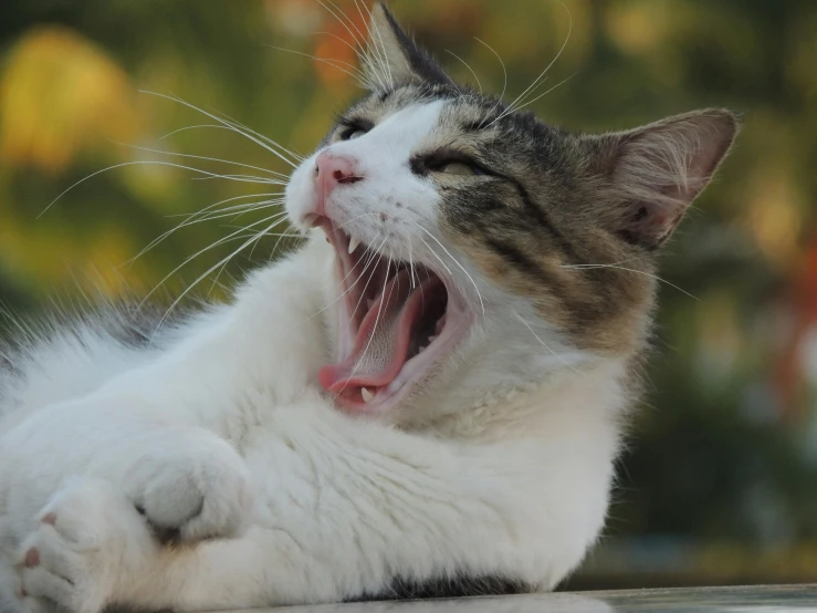 cat yawns and opens wide with its mouth wide open