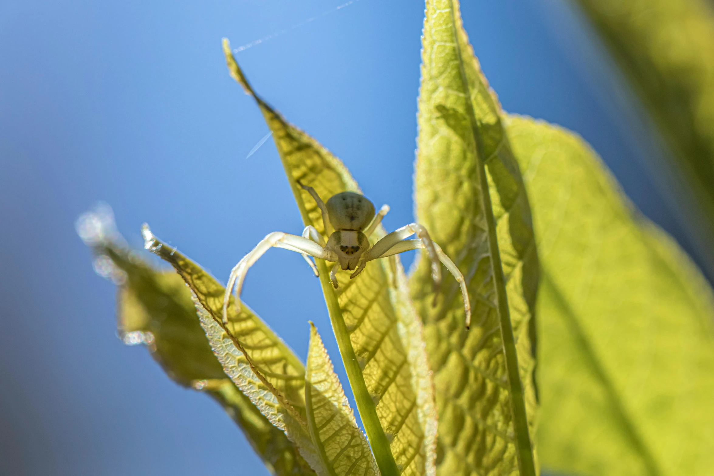 a spider is perched on a leaf