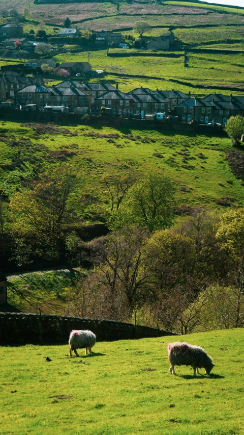 two sheep walking together on a grassy hill