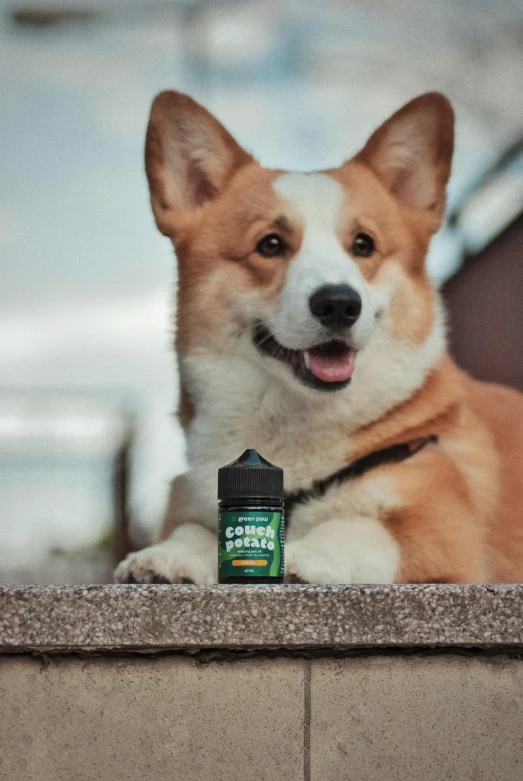 a dog laying on the ground next to some other items