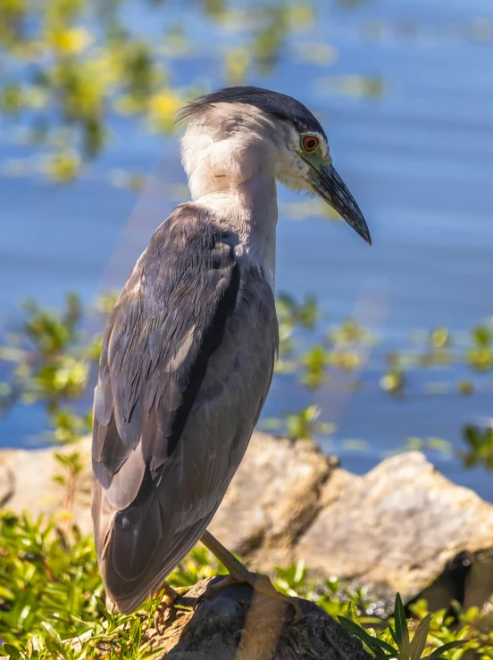 a large bird standing next to a body of water