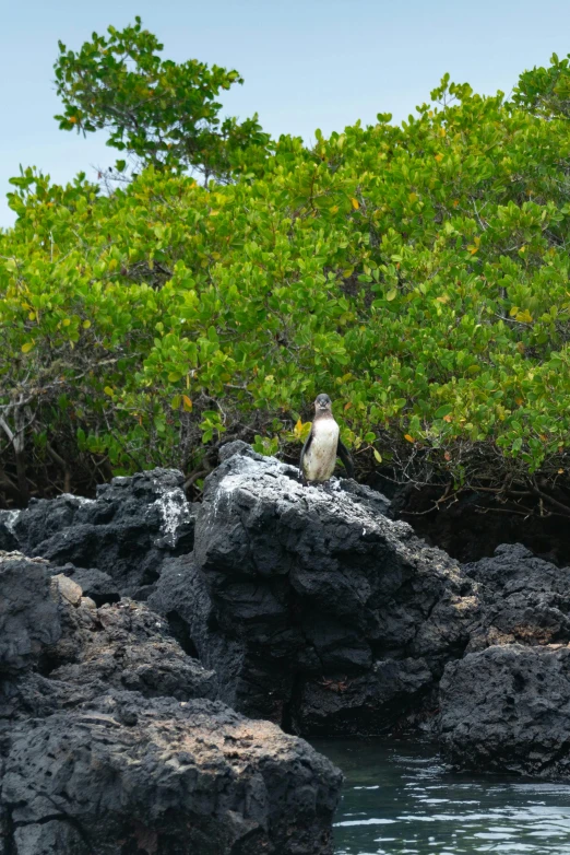 a small bird sitting on top of a rocky shoreline