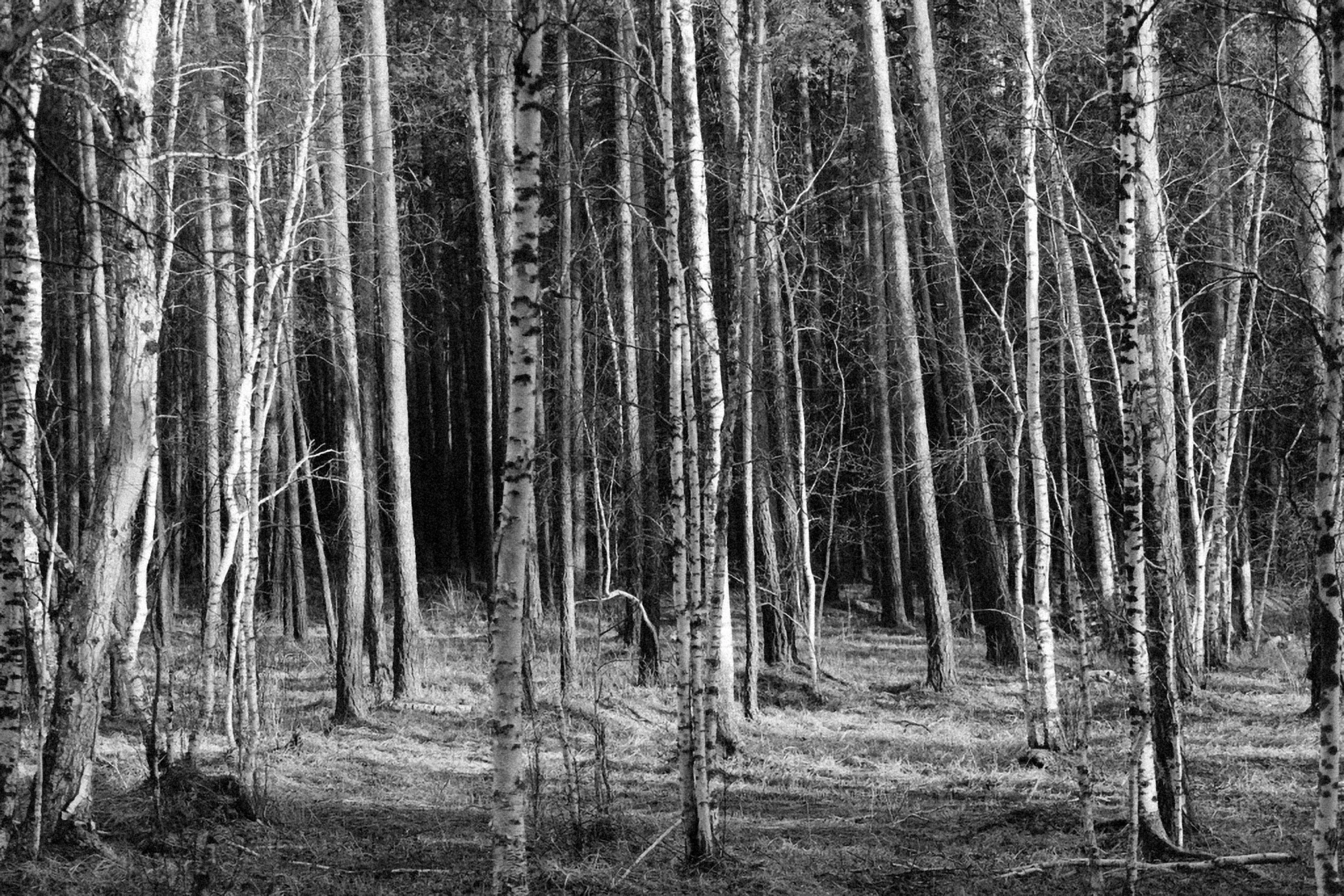 a very tall tree forest with lots of leaves