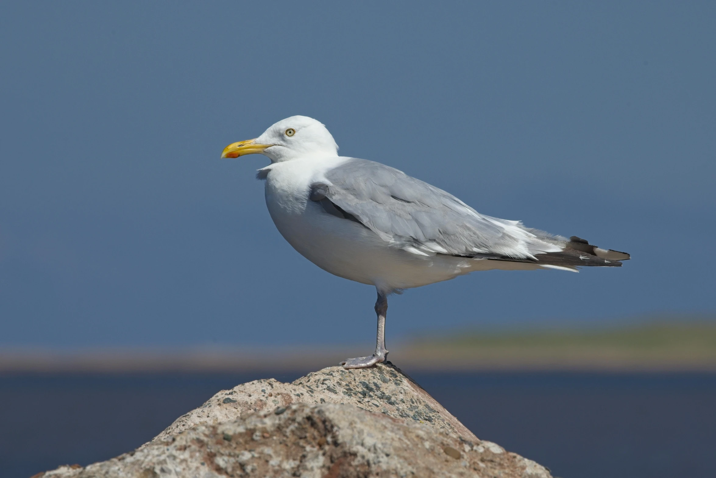 a white seagull is perched on a rock