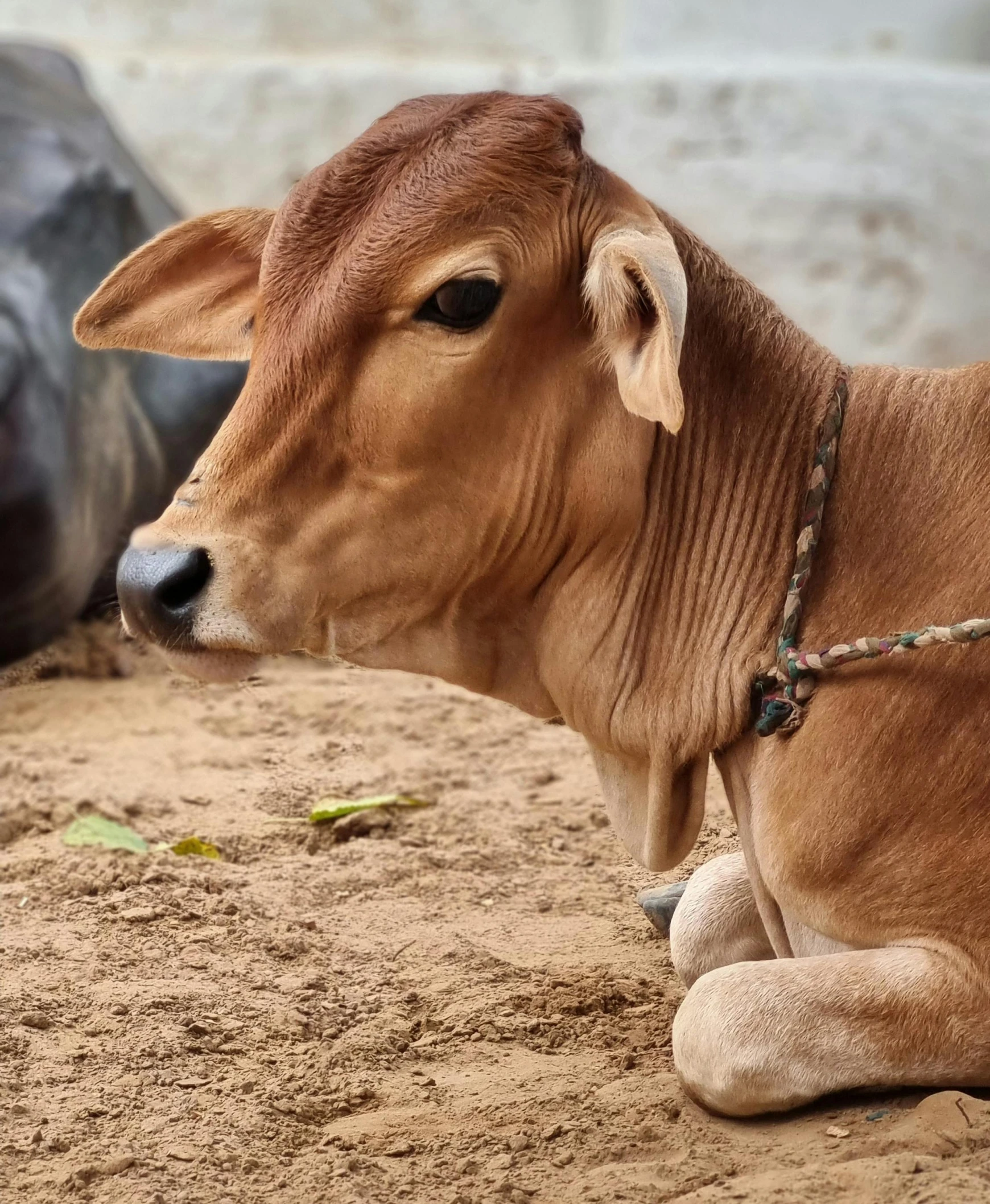 a close - up of a cow in the dirt near a statue